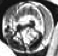 enlarged excerpt from the squirrel-under-the-hood cartoo